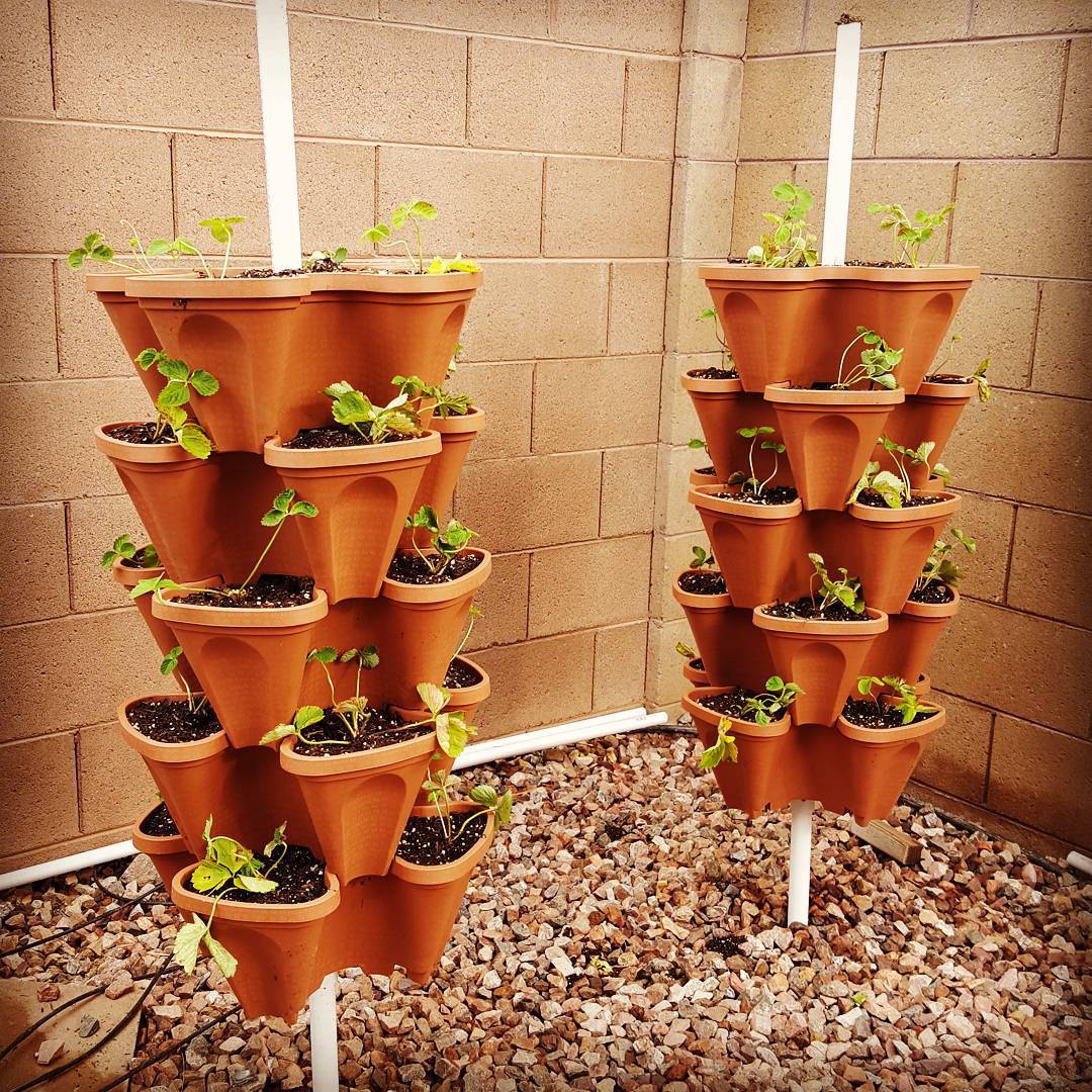 My Mr. Stacky pots all planted with 40 Sweet Charlie strawberry plugs.